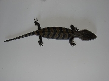Tiliqua sincoides what?  subspecies?