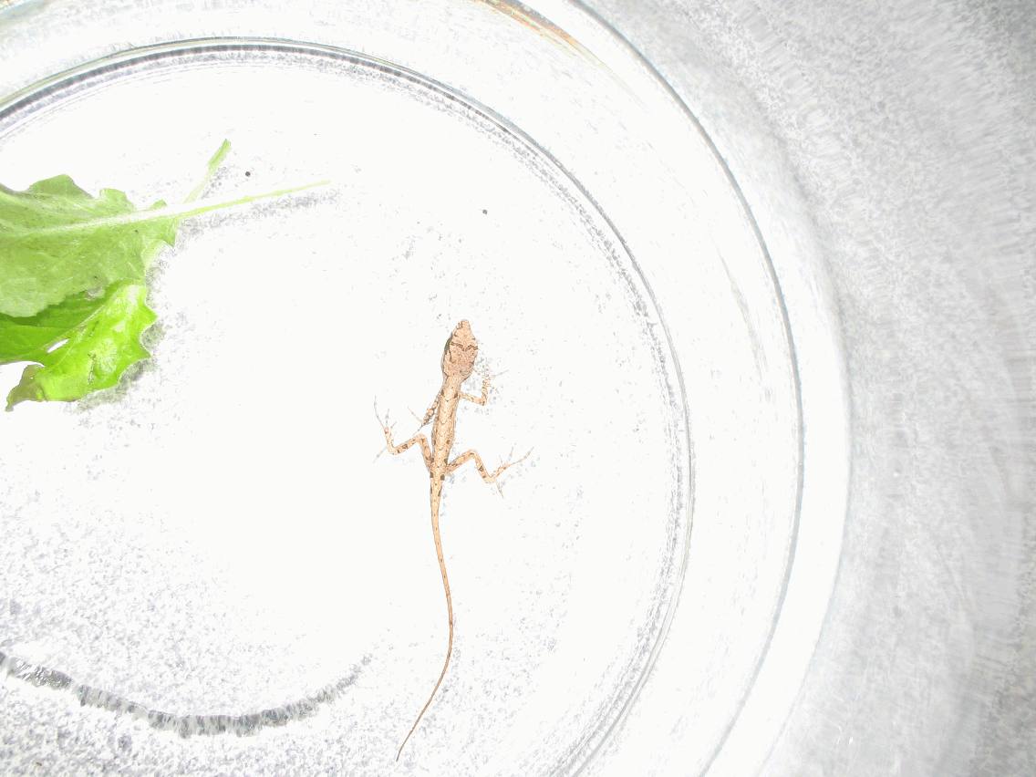 Lizard