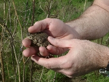 toad