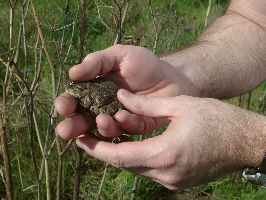 toad