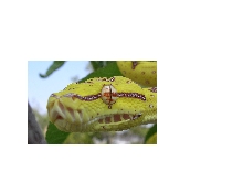 lereh type chondro