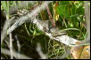 Western Fence Lizard