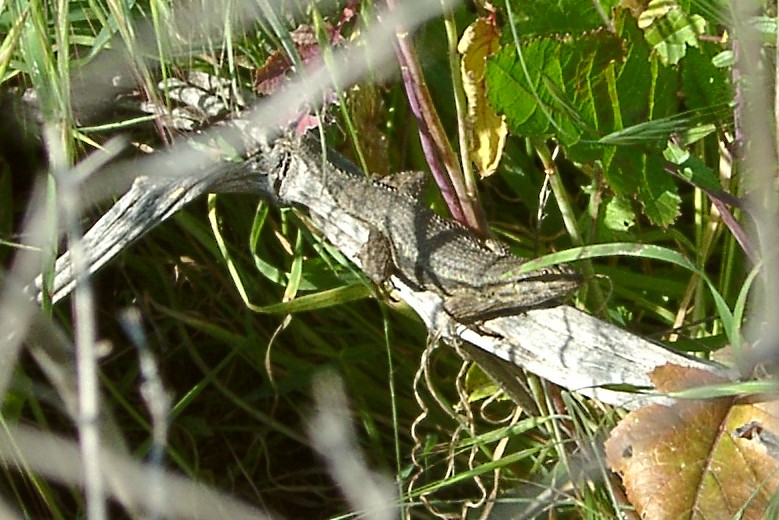 Western Fence Lizard