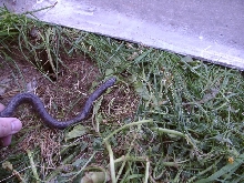 Melanistic Cal-King
