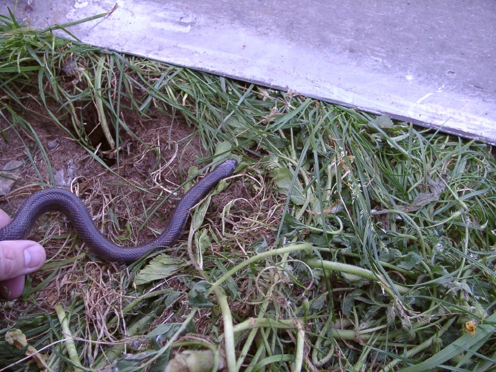 Melanistic Cal-King