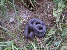 Melanistic Cal-King