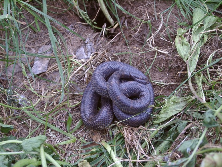 Melanistic Cal-King