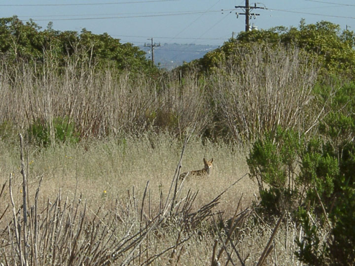 inner city fox