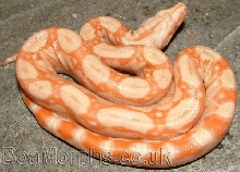born 14-5-04 pic
