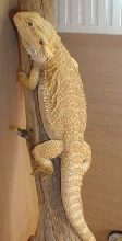 banana dragon