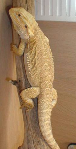 banana dragon