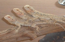 bearded dragons