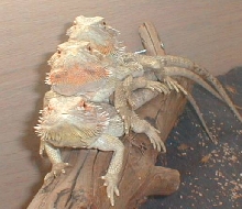 dragons