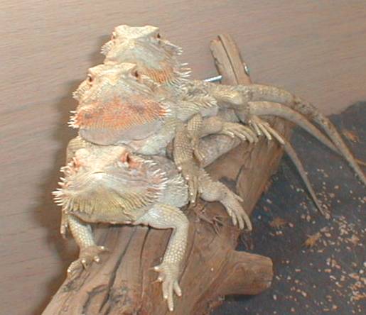 dragons