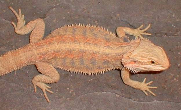 hypo red x tiger stripe
