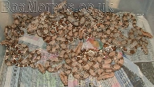 pastels born 28-4-04