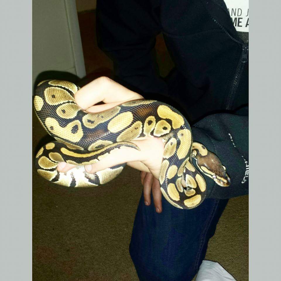 Beautiful chocolate pastel&regular mixture. she's a cuddler and a sweet