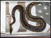 ball python