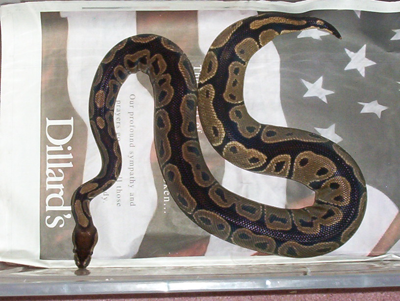 ball python
