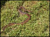 out for a walk(slither)