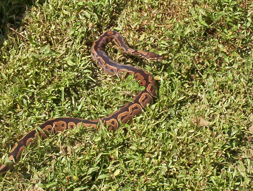 out for a walk(slither)