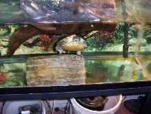 yellow-bellied slider