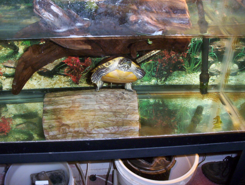 yellow-bellied slider