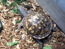 turtle id