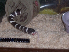kingsnake eating
