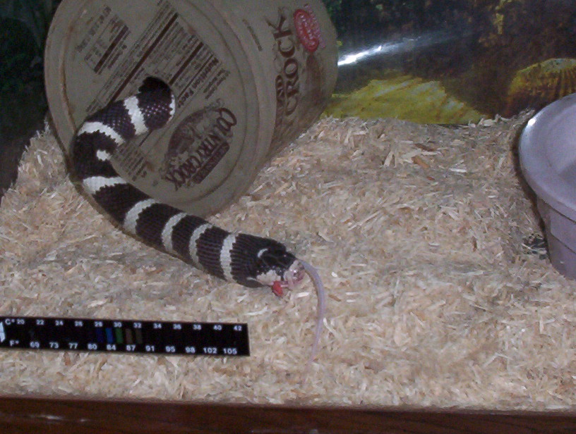 kingsnake eating