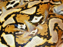 SulPattern