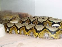 FemaleHetCalico