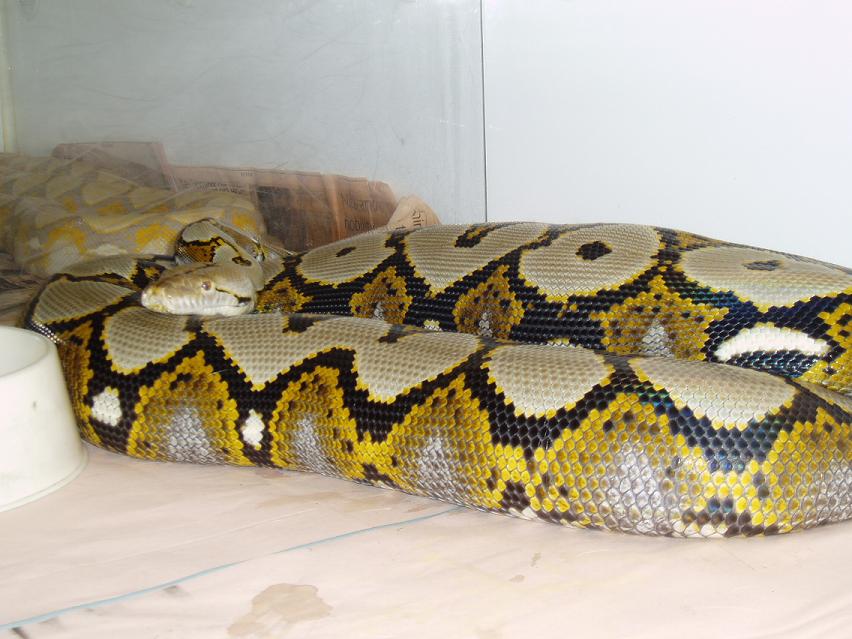 FemaleHetCalico