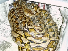 MakasarMale1