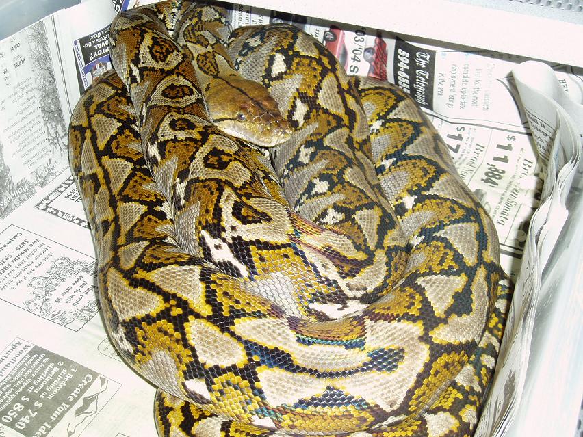MakasarMale1