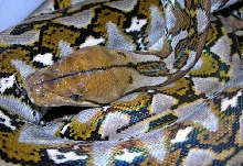 Sulamale1