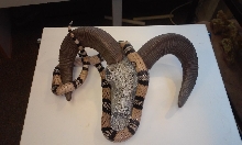 Male Anery Honduran Milk