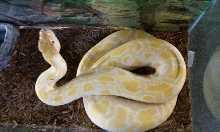 Female Albino Burm