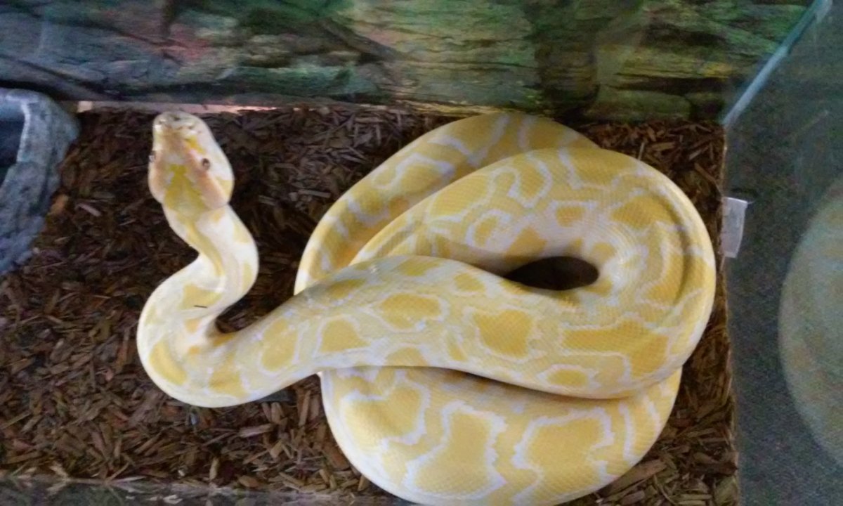 Female Albino Burm