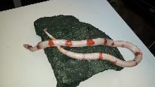 Albino Nelsons Milk