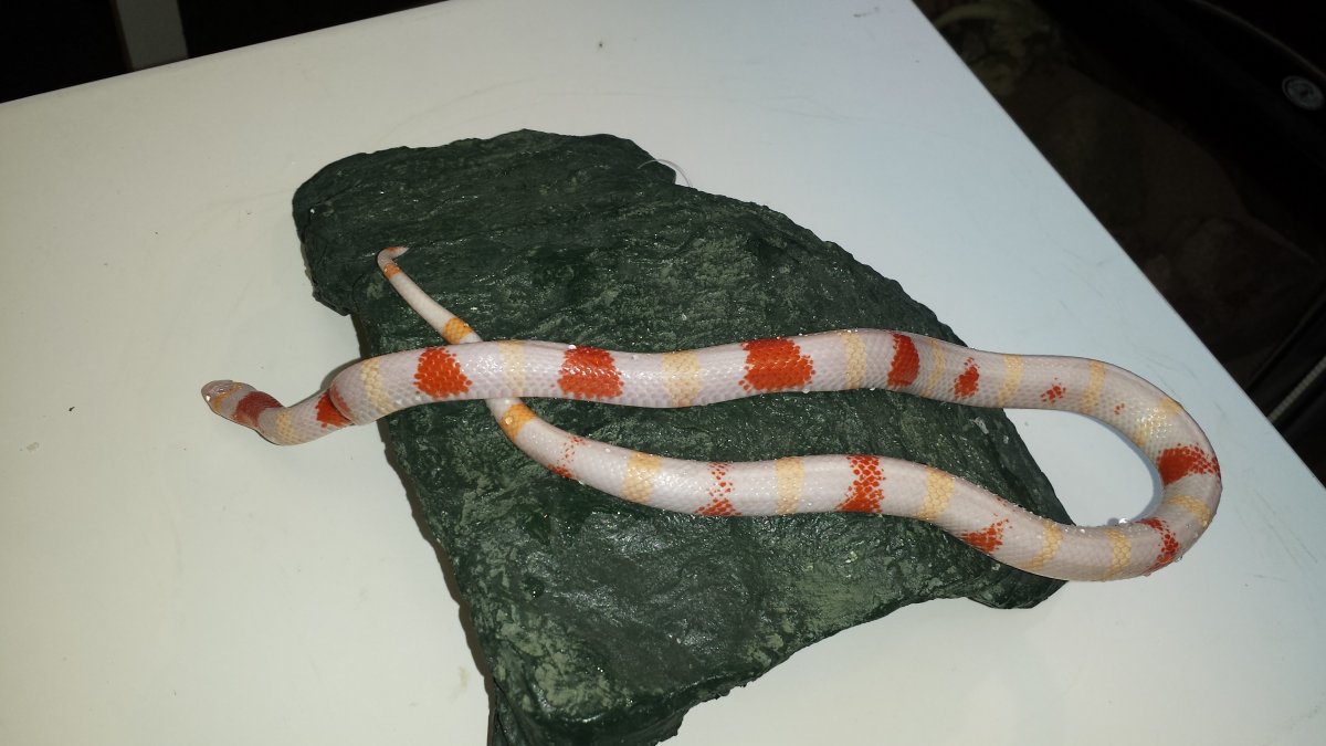 Albino Nelsons Milk