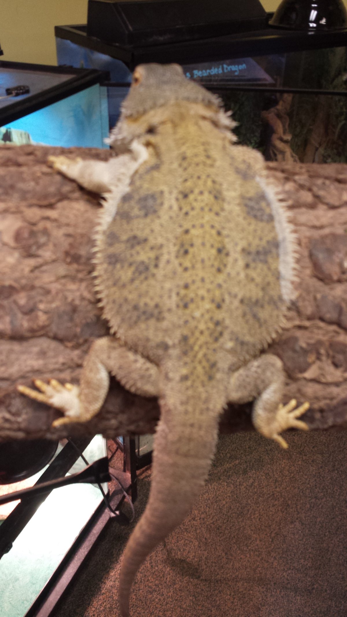 Female Hypo Citrus