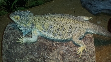 Female Hypo Citrus