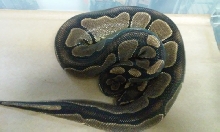 Male BlackBack Ball Python