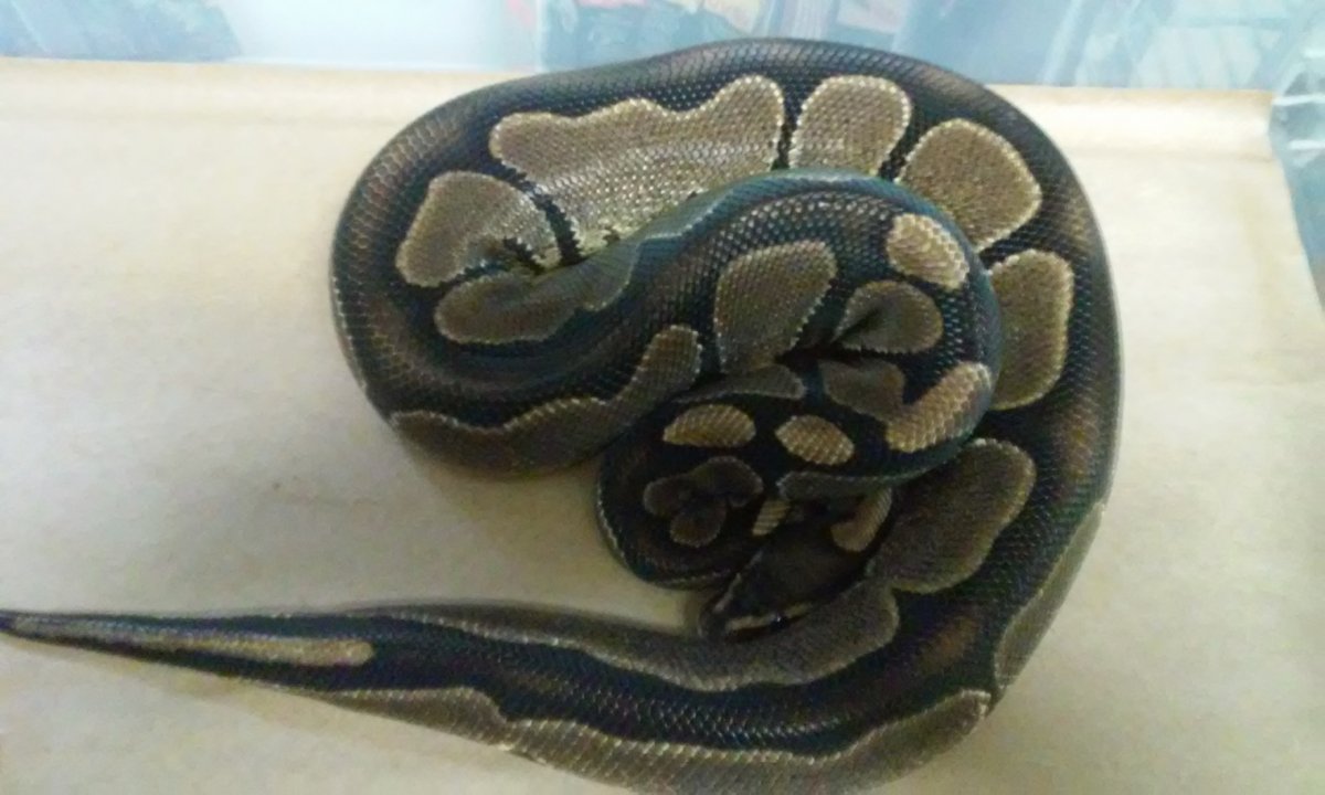 Male BlackBack Ball Python