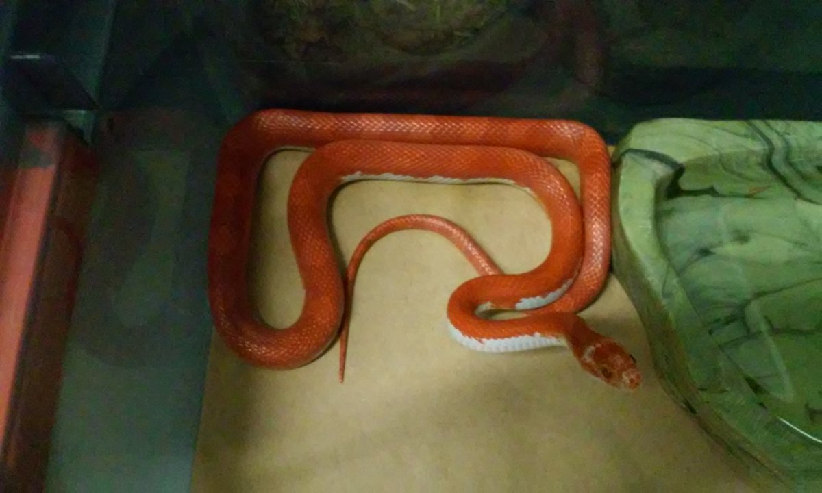 Male Boold Pied Corn