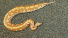 Male Albino Blood 1.