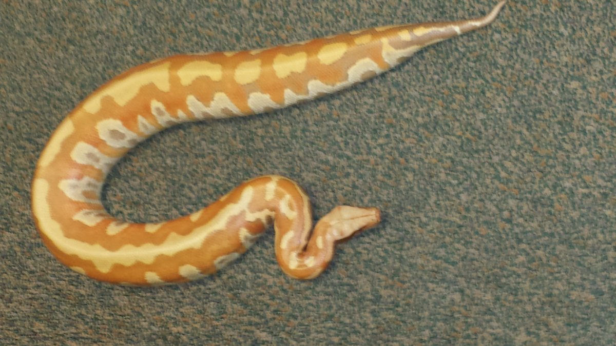 Male Albino Blood 1.