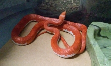 blood pied Male