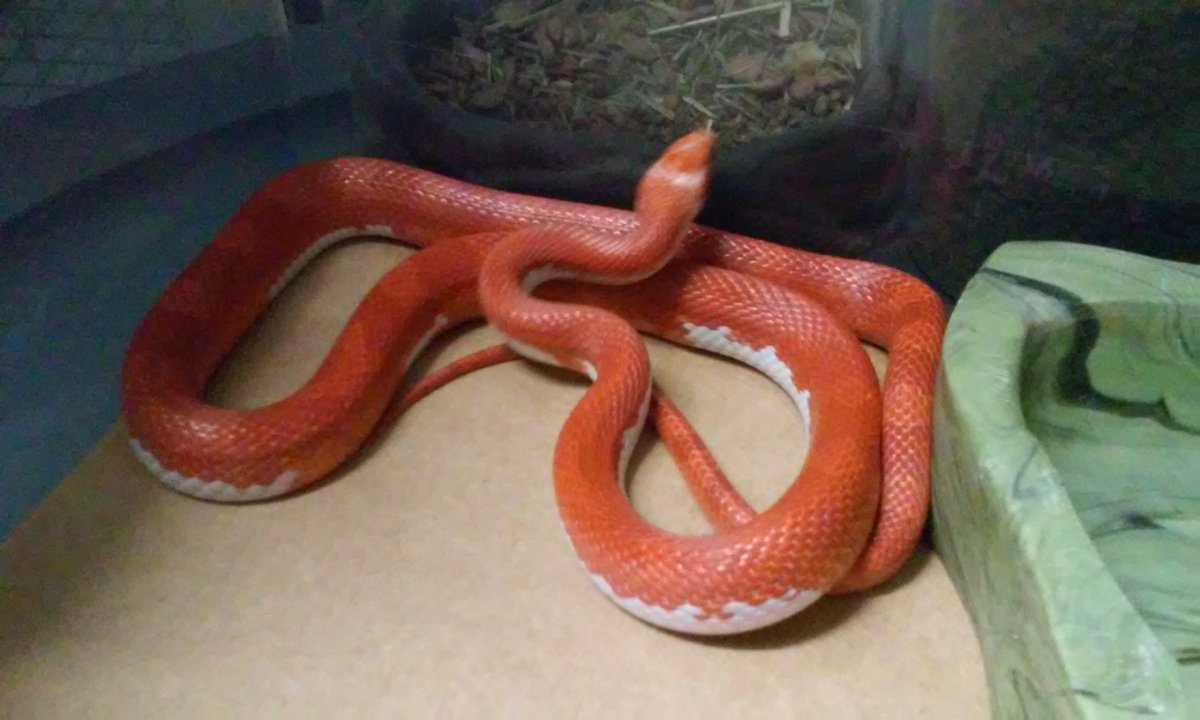 blood pied Male